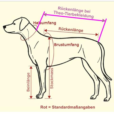 Richtig messen beim Hund - (Tiere, Hund, Haustiere)