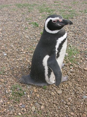 Magellan Pinguin - (Südamerika, Uruguay)