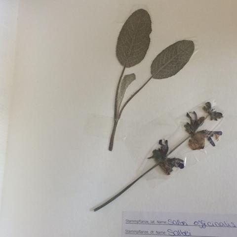Herbarium  - (Blumen, Herbarium)