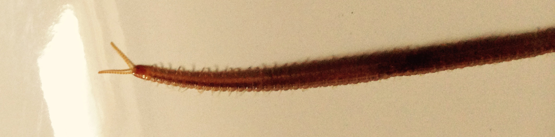 bitte den wurm identifizieren? (Tiere, Würmer)