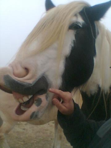 Bilduntertitel eingeben... - (Pferde, reiten, Rasse)
