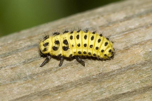 - (Tiere, Insekten)