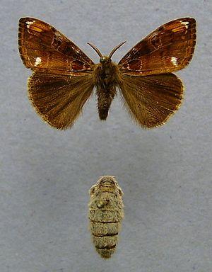 Bürstenspinner oben Männchen unten Weibchen - (Tiere, Insekten)