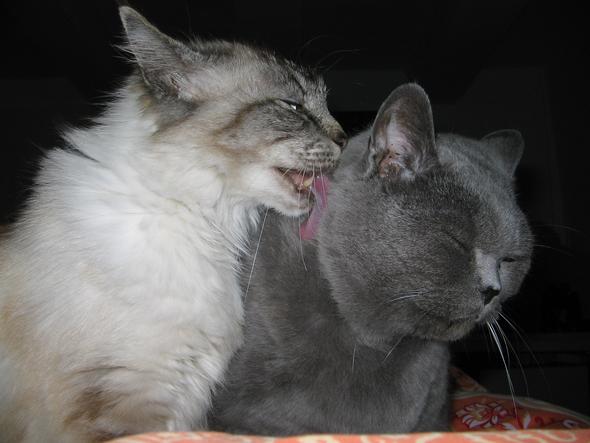 Lilly & Topo bei der Fellpflege  - (Katze, Haustiere, Erfahrungen)