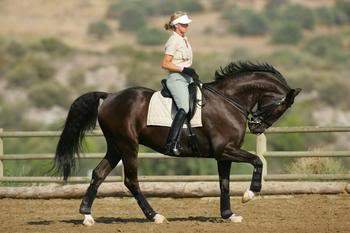 Was Sagt Ihr Zum Thema Rollkur Und Kandare Reiten Dressur was-sagt-ihr-zum-thema-rollkur-und-kandare-reiten-dressur