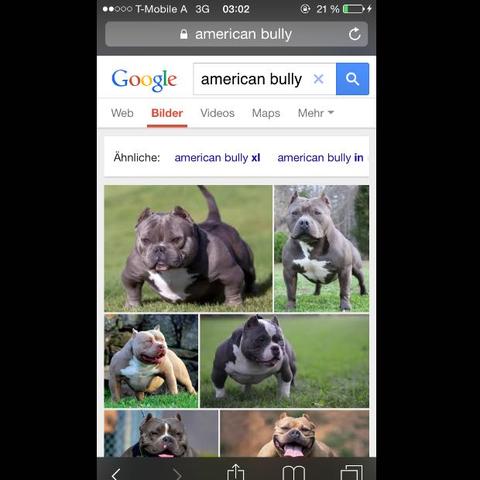 Ist Der Bully Ein Listenhund Hund Hessen Listenhunde