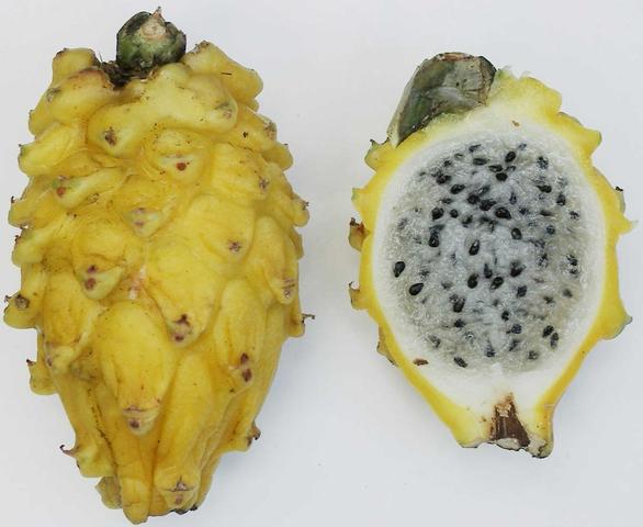 Drachenfrucht gelb - (Gemüse, Früchte)