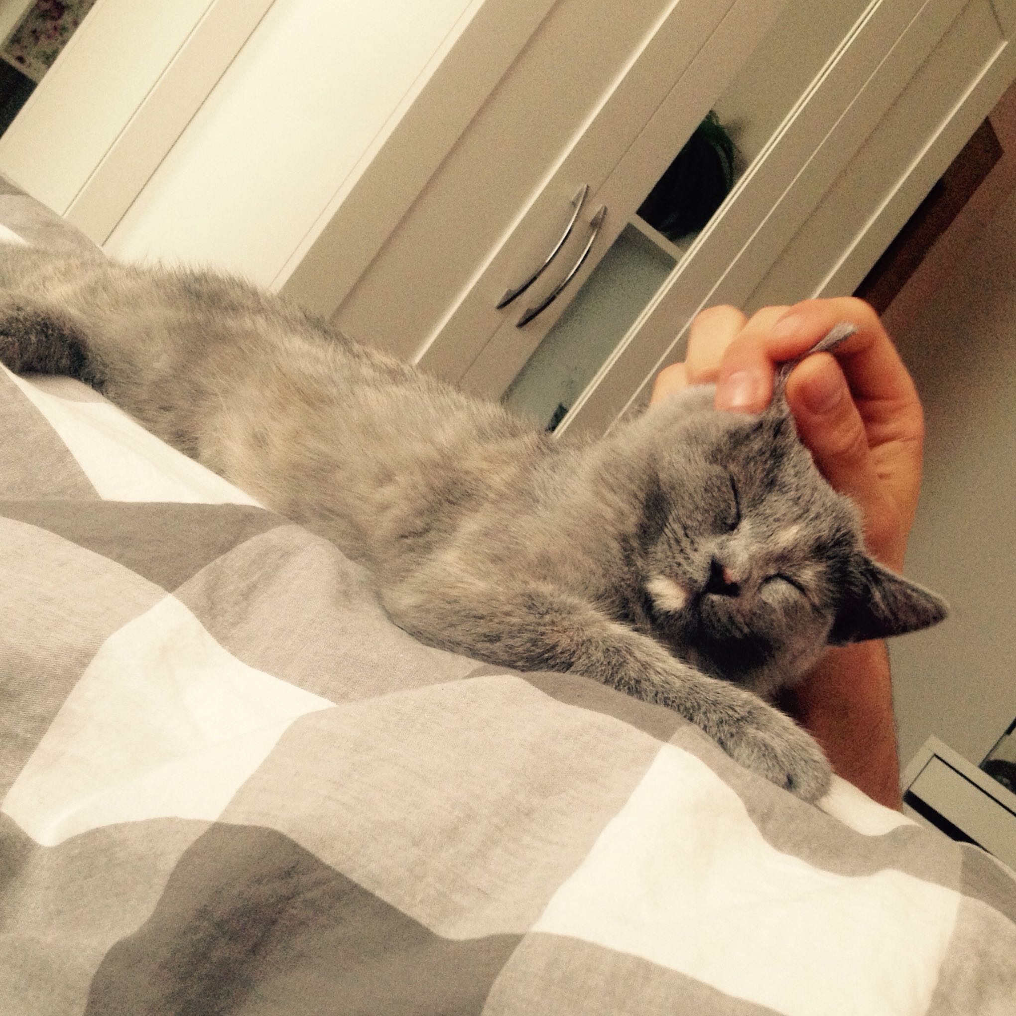 Wie Erziehe Ich Eine Kleine Katze