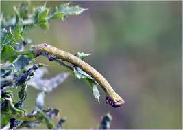 Typische Spanner-Raupe - hier vom Birkenspanner - (Tiere, Insekten, Schmetterling)
