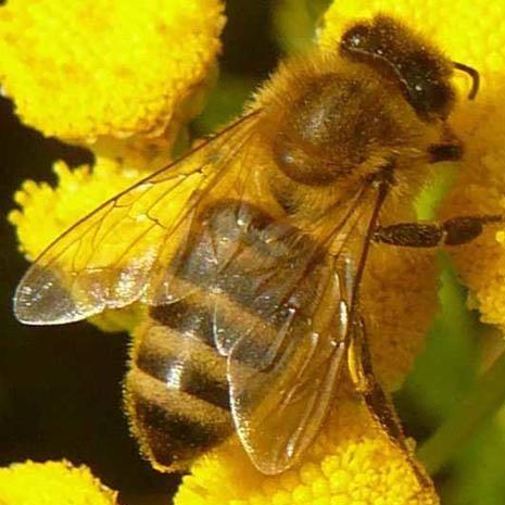 - (Tiere, Insekten, Unterschied)