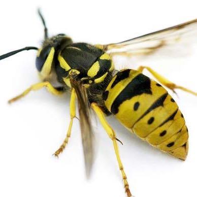 - (Tiere, Insekten, Unterschied)
