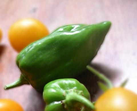 Habaneros (einer der schärfsten Chilis) aus meinem Garten :-)  - (krank, Schwindel, Symptome)
