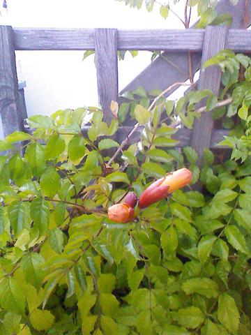 - (Garten, Pflanzen, unbekannte Pflanze)