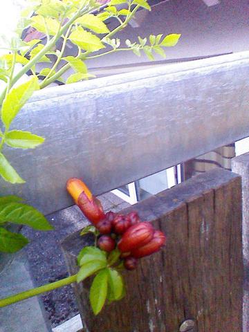 - (Garten, Pflanzen, unbekannte Pflanze)