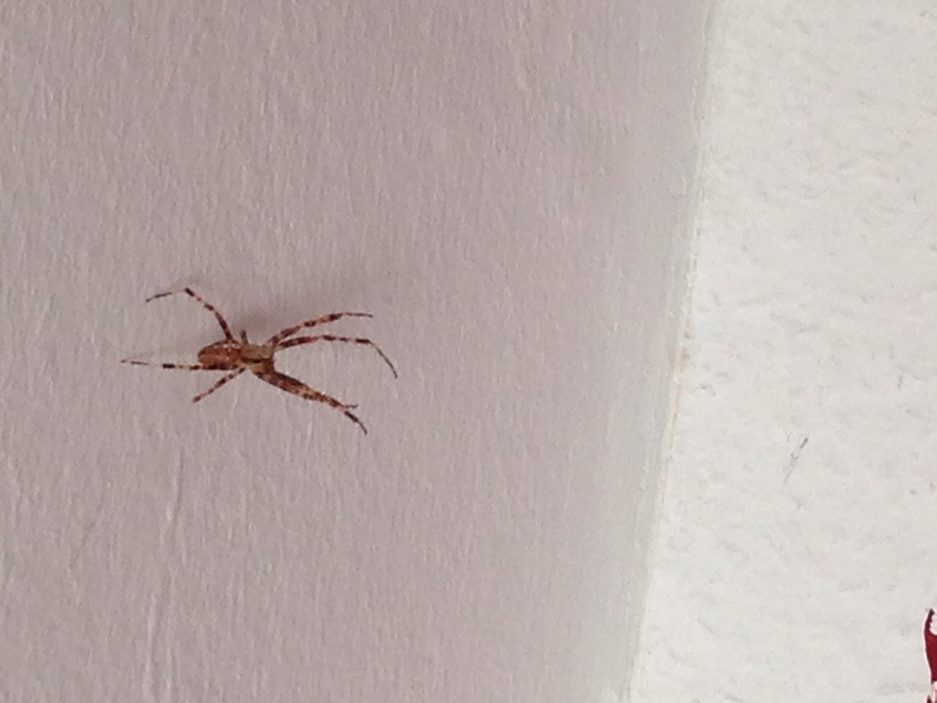 Seltsame Spinne im Schlafzimmer! Weiß jmd was für eine das ist? (Tiere)