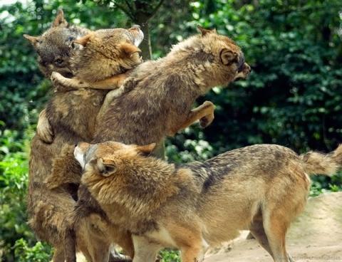 Wo Kann Man Mobel Auf Raten Kaufen Bei Privatinsolvenz Ratenkauf