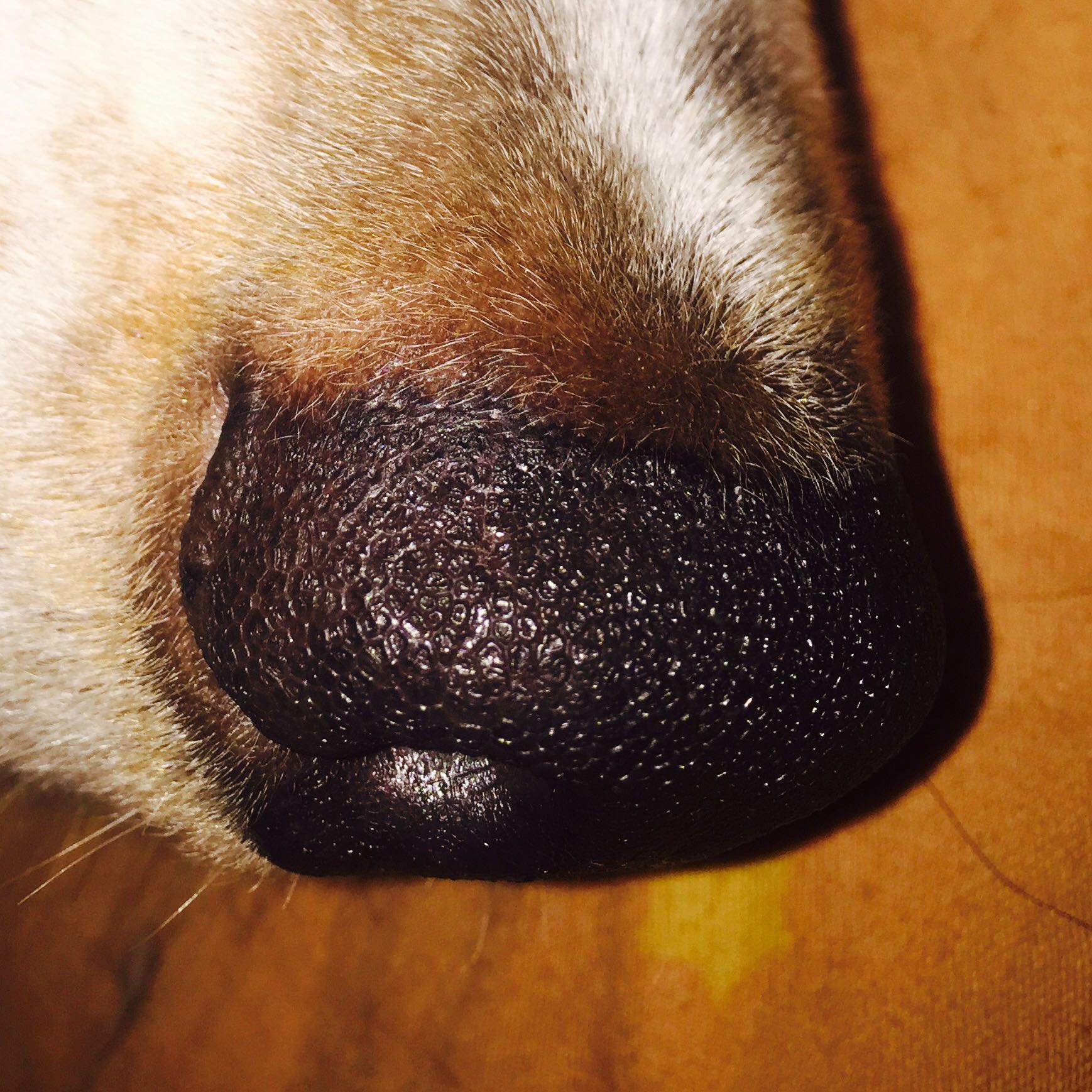 Hund wurde gebissen an der Nase. Regeneriert sich die Hautfarbe