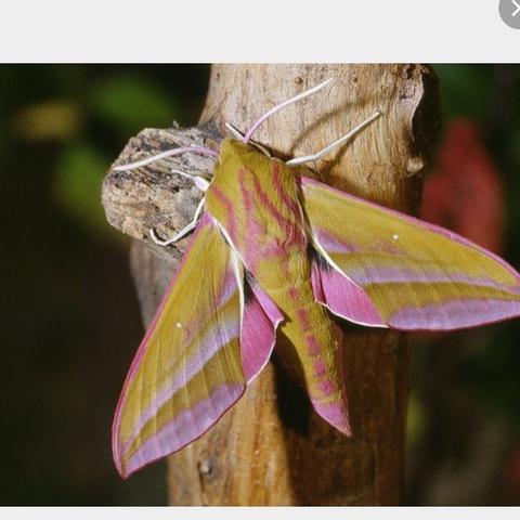 So sieht dan der Schmetterling aus. - (Tiere, Insekten, raupe)