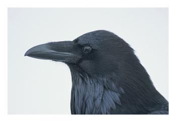 Kann Ich Ein Rabe Als Haustier Halten Tiere Haustiere Raben