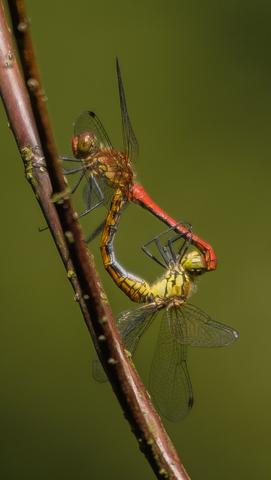 Heidelubellen, Paarung - (Insekten, fotografieren, Libelle)