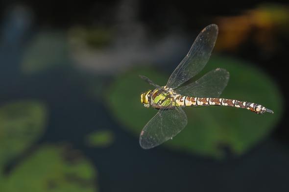 Mosikjunfer, Flug Hi - (Insekten, fotografieren, Libelle)