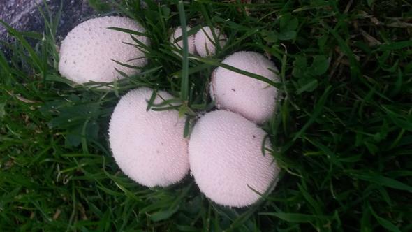 Was sind das für komische, weiße, pilzartige Kugeln auf dem Rasen