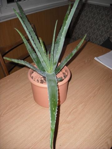  - (Pflanzen, Aloe Vera, Agave)