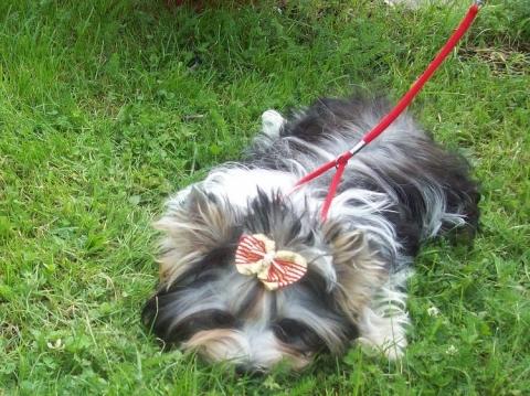 Biewre Yorkshire Terrier Pitti - (Hund, Namen, Yorkshire Terrier)