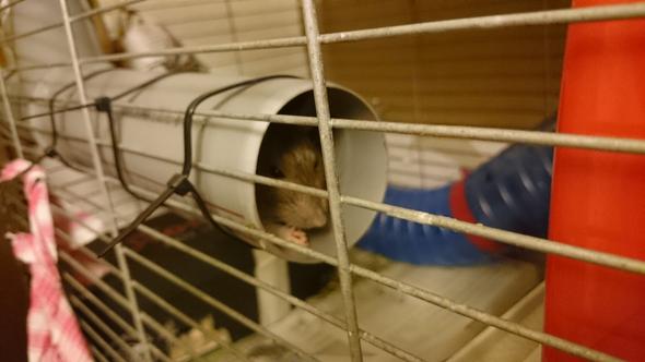 Röhrenversteck - (Haustiere, Ratten, Pflege von Tieren)