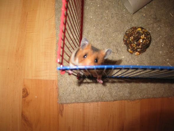 Mein Hamster konnte immer darüber klettern und ich musste ihn einfangen - (Hamster, Beschäftigung, Zwerghamster)