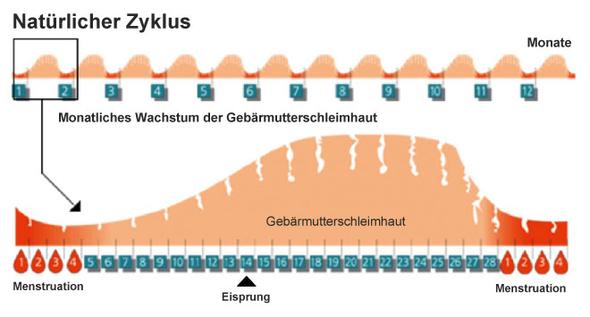 Kurz periode eisprung nach Eisprung kurz