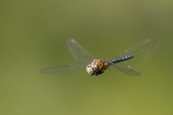 Libelle im Flug - (Kamera, Canon, Nikon)