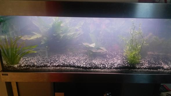 Das Aquarium als ganzes :) - (Aquarium, Aquaristik)