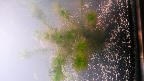 Die Pflanze die bräunlich wird... - (Aquarium, Aquaristik)
