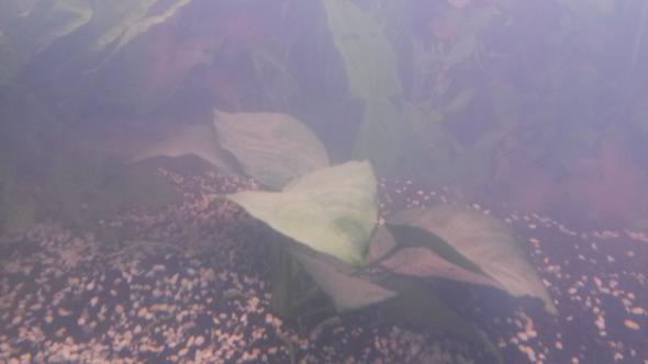 Die grau/weiß belegte Pflanze... - (Aquarium, Aquaristik)
