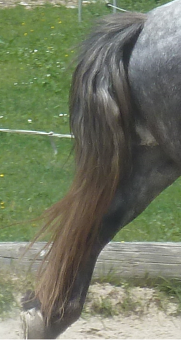 Schweif, als ich ihn kaufte - (Haare, Pferd, Frisur)