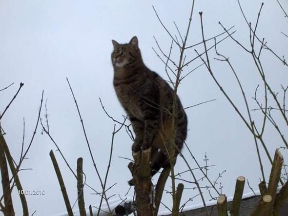 Tommy - (Katze, Haustiere, Katzenjunges)