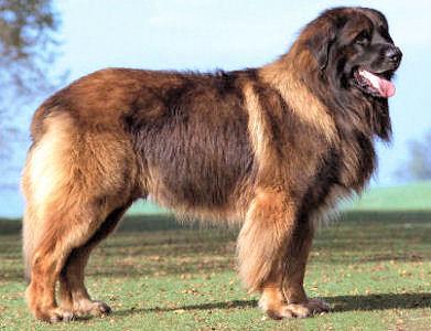 Leonberger - (Tiere, Hund, Haltung)