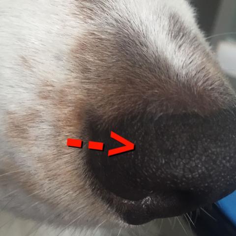 sehen so narben beim hund aus wenn ja wird die haut dort wie fruher oder nicht tiere haustiere