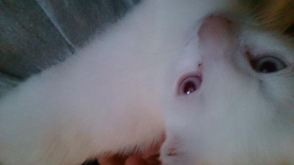  - (Katze, Kater, albino)
