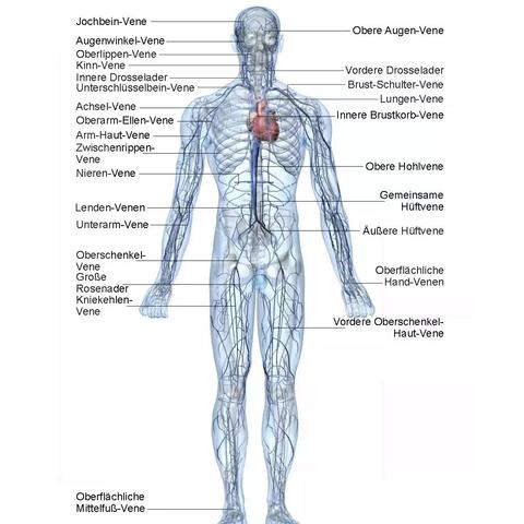 Wie Finde Ich Heraus Wo Genau Mein Herz Sich Befindet Gesundheit Medizin Biologie Wie Finde Ich Heraus Wo Genau Mein Herz Sich Befindet Gesundheit Medizin Biologie