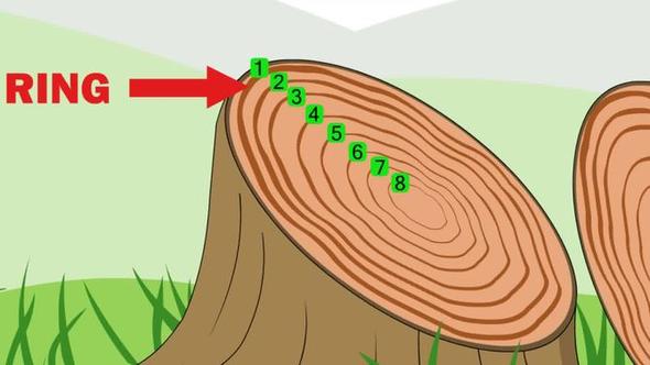 Wie kann man rausfinden wie alt ein baum ist? (Alter)