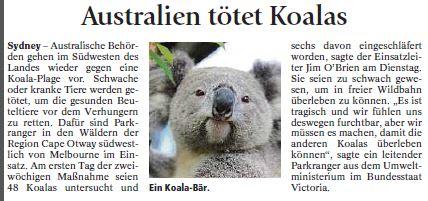 Koalas - (Englisch, Referat, Australien)