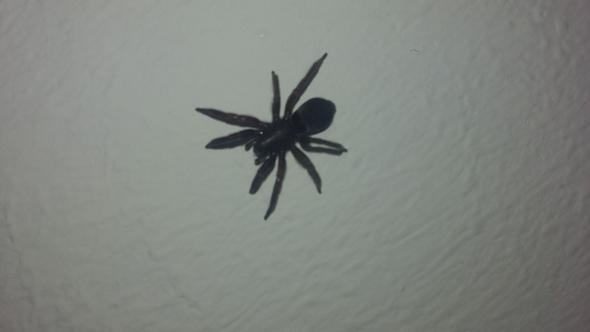 Was ist das für eine spinne in meinem Schlafzimmer? Hilfe?