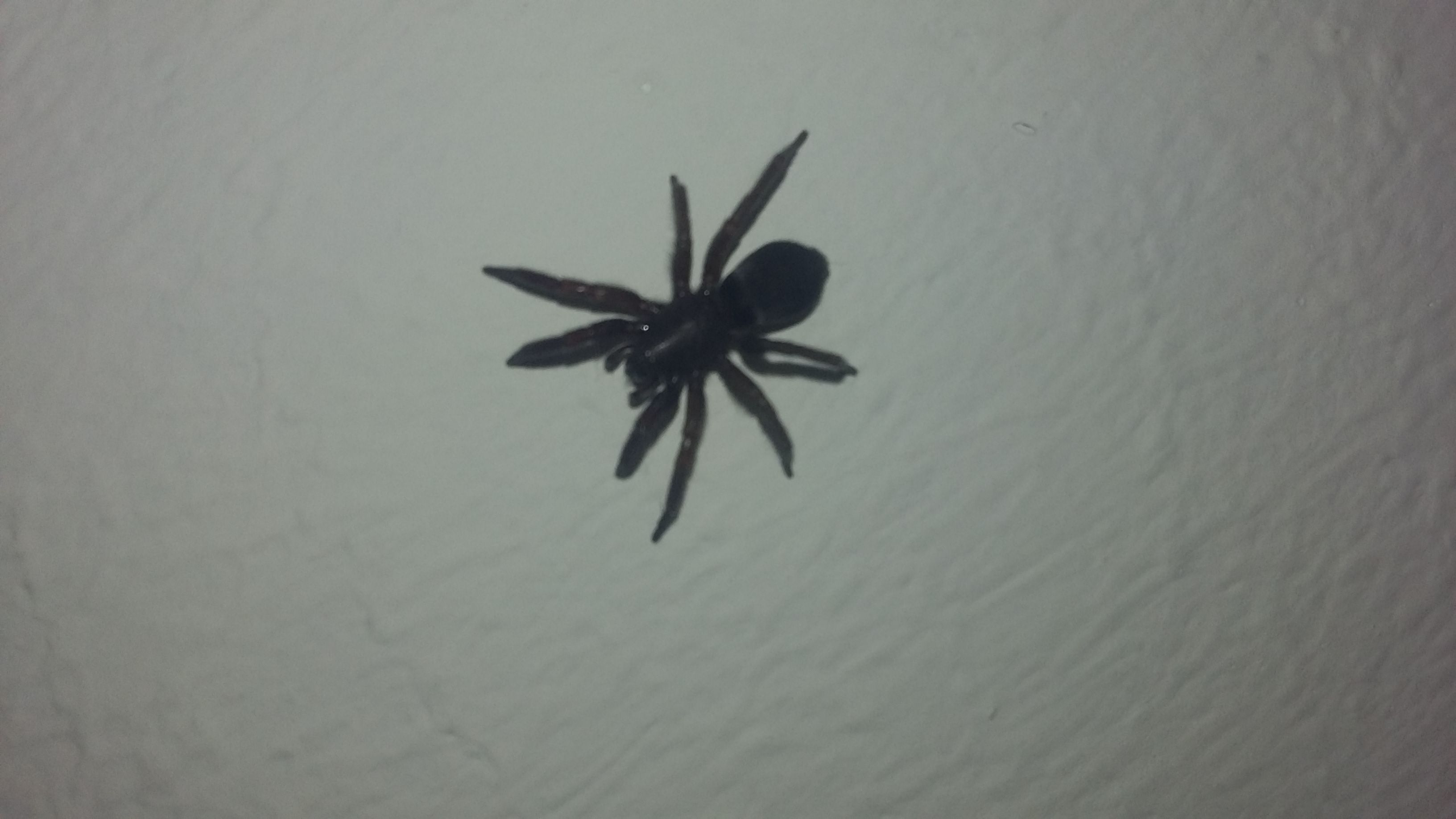 Was ist das für eine spinne in meinem Schlafzimmer? Hilfe?