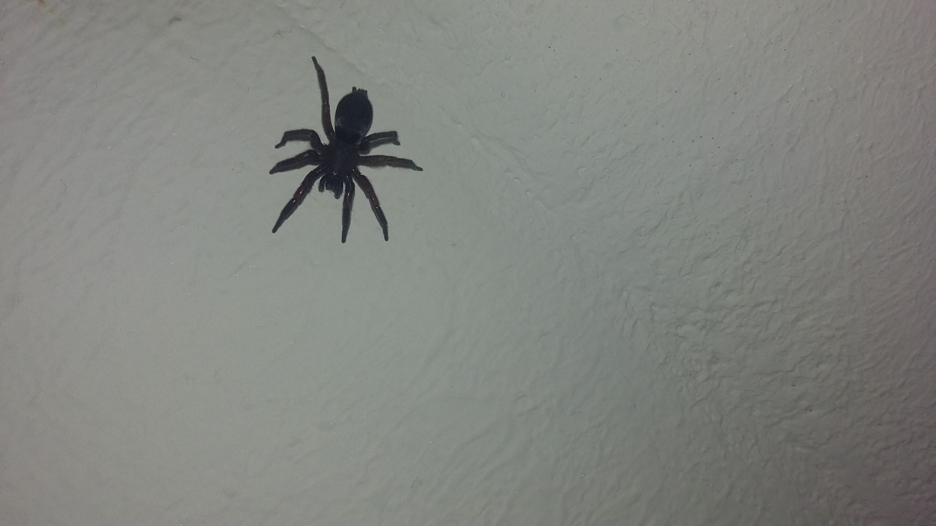 Was ist das für eine spinne in meinem Schlafzimmer? Hilfe?
