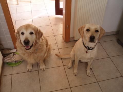 Scheiden test Scheiden test