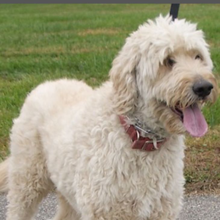 Gibt es eine Hunderasse, die keine Haare verliert? (Hund, Allergie, Rasse)