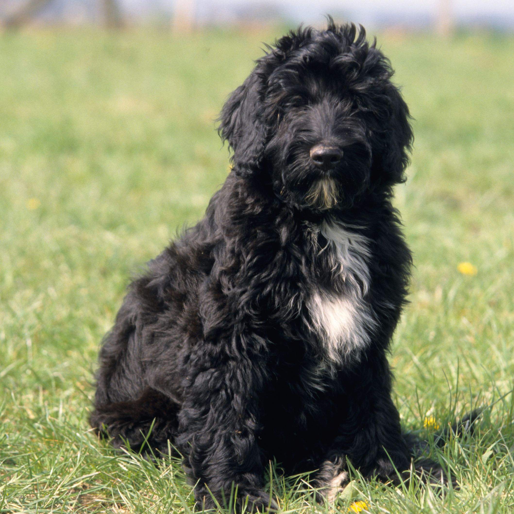 Gibt es eine Hunderasse, die keine Haare verliert? (Hund, Allergie, Rasse)