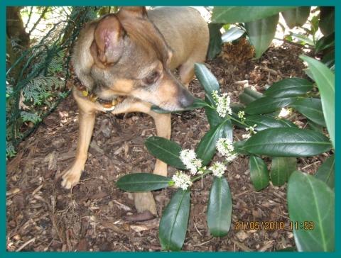 - (Hund, Hundesteuer)